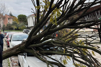 Bursa’da devrilen ağaç korku dolu anlar yaşattı