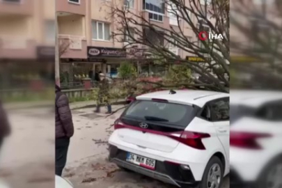 Bursa’da devrilen ağaç korku dolu anlar yaşattı