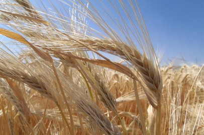 Kuraklık arpa ekimini artırdı