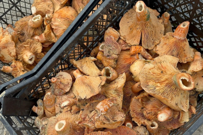 Yağmur yağdı, fiyatı 300 liradan 100 liraya düştü