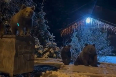 Bursa'da kış uykusuna yatmayan ayılar böyle görüntülendi