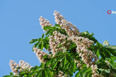 Kestane Büyükşehir'le filizleniyor