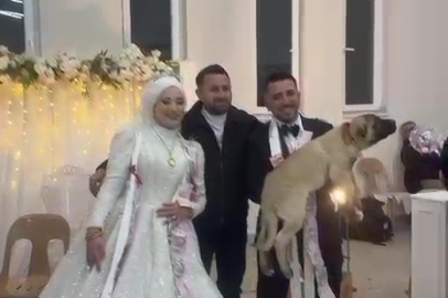Damadın arkadaşı düğün hediyesi olarak 100 bin liralık köpek hediye etti