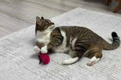 Uzmandan evcil hayvanlarda aşı uyarısı