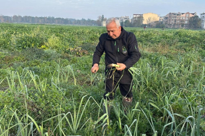 Ata tohumundan, ilaçsız üretim Kent Lokantası’nda