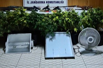 Köy evinde çadır kurup skunk yetiştiren şahsa operasyon
