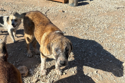 Hayvan sevgisini istismar etti, köpekler açıktan birbirini yedi