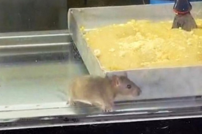 Börek tezgahlarında fare cirit attı