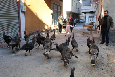 İlginç görüntü: Hindiler çarşıda gezdirilerek satılıyor