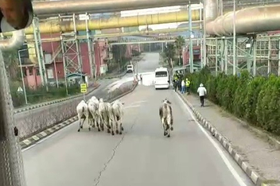 Kaza yapan tırdan kaçan anguslar şehir turunda
