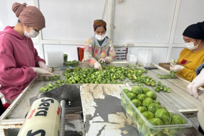 Rusya ve Hollanda lahanayı "Brüksel"den değil İznik'ten alıyor