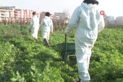 Osmangazi’de pırasa hasadıyla doğallık sofralara taşınıyor