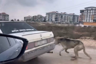 Bursa'da köpeği aracın arkasına bağlayarak seyretti
