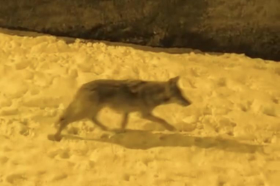 Aç kalan kurtlar şehir merkezine indi