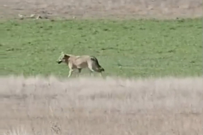 Aç kalan kurtlar tarlalara indi