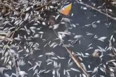 Uluabat Deresi’nde binlerce balık ölü bulundu