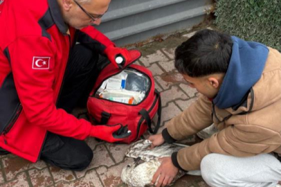 Bursa'da amatör balıkçının fark etmesiyle martı hayata tutundu