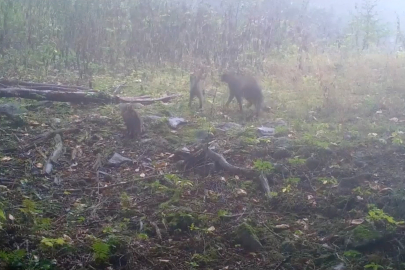 Uludağ'da yaban hayatına dair dikkat çeken görüntüler
