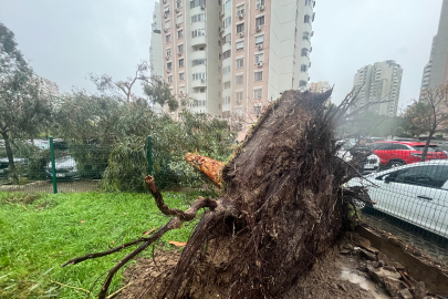 Fırtına ağaçları devirdi: 5 araç hasar gördü