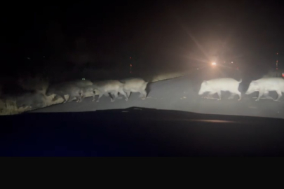 Yolun karşısına geçen domuz sürüsü şaşırttı