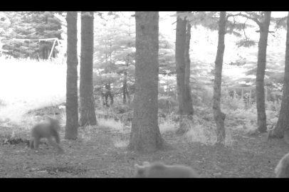 Yavru ayı zıplayarak ailesinin peşinden koştu