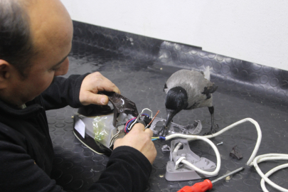 Tamirci çırağı karga