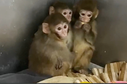 Bursa'da 3 makak maymunu koruma altına alındı