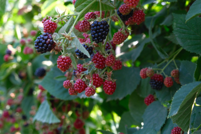 Kestel’de ahududu ve böğürtlen üretimine Sırbistan modeli