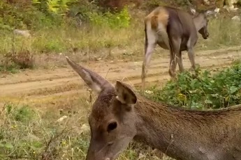 Bursa'nın kızıl geyikleri fotokapana takıldı