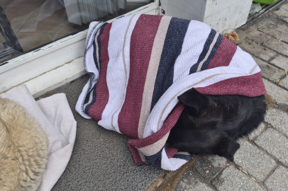 Soğuktan üşüyen sokak köpeği için çözümü üzerini örtmekte buldu