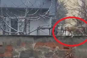 Sokak aralarında gezen tilki dikkat çekti