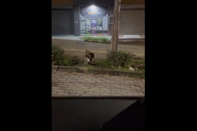 Bursa’da gece yarısı tilki, ağzında kediyle sokakta görüntülendi