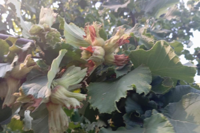 Uludağ'ın fındığı destek bekliyor