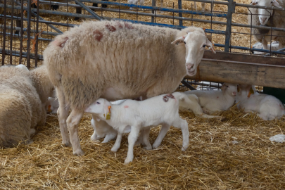 Bursa'da küçükbaşa yönelik önemli bir proje hayata geçiyor