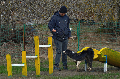 Kangal ve akbaştan sonra çobanlara hareketli ve heyecanlı yeni bir yardımcı geliyor