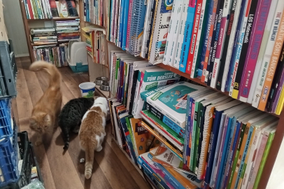 Konteynerde hayata tutunan sahaf, sokak kedilerini yalnız bırakmadı