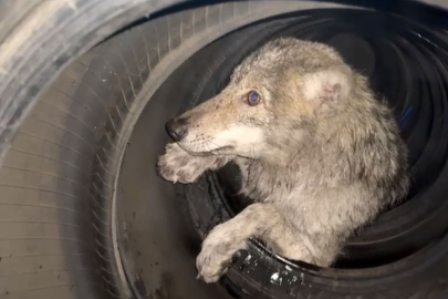 Lastikçiye giren kurt paniğe neden oldu