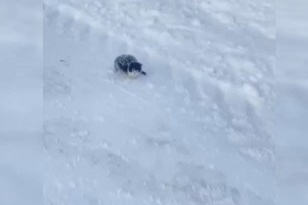 Donmak üzere olan yavru kediyi kurtardı, davranışı ile takdir topladı