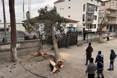 Bursa'da okulların tatil olması faciayı önledi..Dev ağaç okul bahçesine devrildi