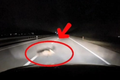 Yola atlayan tilkiye araç çarptı