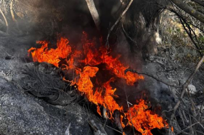Bursa'da çalı yangını korkuttu...