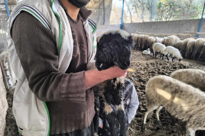 Çift başı ve 4 gözü ile doğan kuzu yaşama tutundu