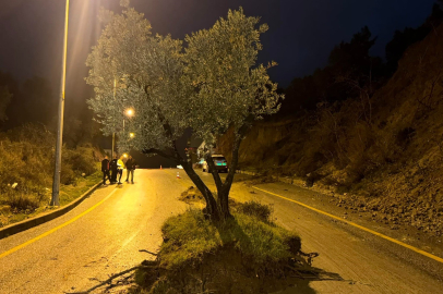 Dağdan kopan zeytin ağacı karayolunu ikiye böldü