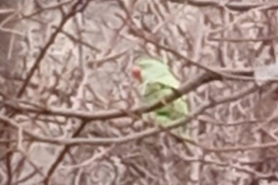 Evden kaçan papağan 2,5 yıldır doğada yaşıyor
