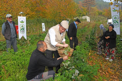 Osmangazi Belediyesinden dağ köylerinde ahududu seferberliği