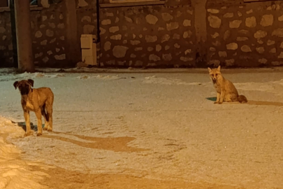 Tilki ile sokak köpeğinin dostluğu kameraya yansıdı