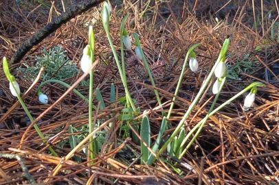 Bu çiçeği koparmanın bedeli dudak uçuklatıyor