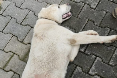 Tavuk kovaladı diye tüfekle vurulan köpek öldü