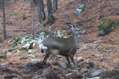 Uludağ'da fotokapana yakalanan karacanın sevimli halleri