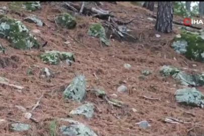 Uludağ'da fotokapana yakalanan karacanın sevimli halleri